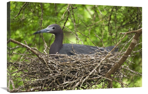 Global Gallery GCS-453354-2436-142 24 x 36 in. Little Blue Heron on Ne