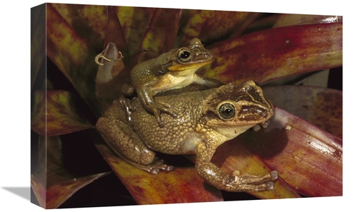 Global Gallery GCS-453125-1218-142 12 x 18 in. Bone-Headed Tree Frog M