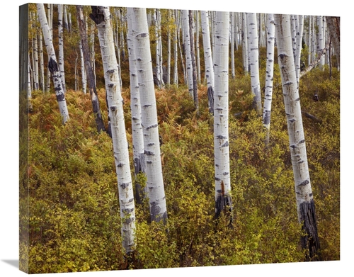 Global Gallery GCS-395983-30-142 30 in. Quaking Aspen Trees in Autumn 