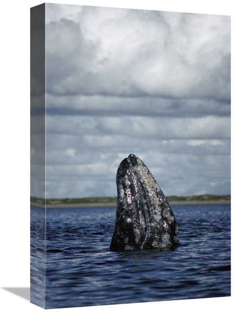 Global Gallery GCS-451697-1218-142 12 x 18 in. Gray Whale Spy-Hopping 