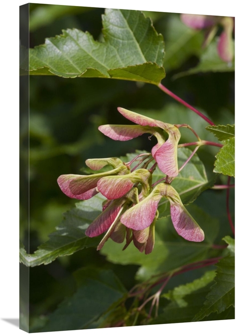 Global Gallery GCS-395461-2030-142 20 x 30 in. Sugar Maple Seed Pods&#