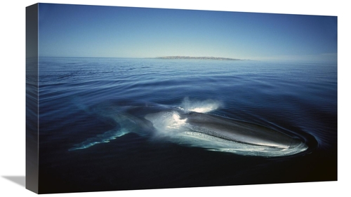 Global Gallery GCS-451690-22-142 22 in. Fin Whale At Winter Feeding Gr