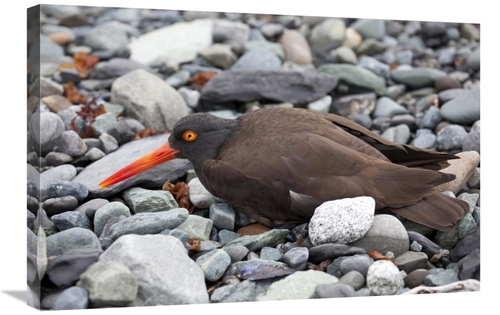 20 x 30 in. Black Oystercatcher Using Broken-Wing Display to Lure Intr