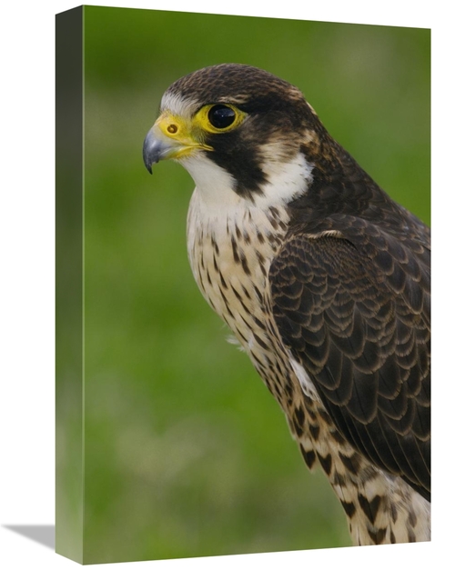 Global Gallery GCS-453103-1218-142 12 x 18 in. Peregrine Falcon Portra