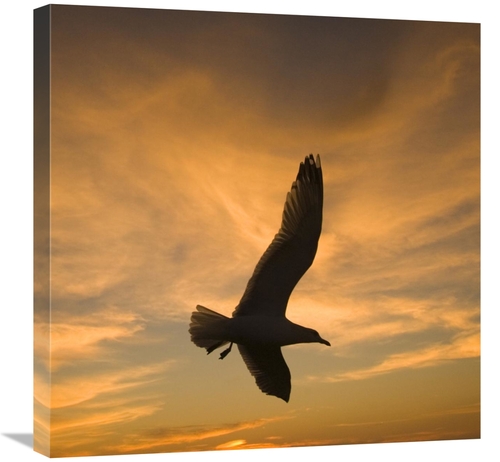 Global Gallery GCS-453347-2424-142 24 x 24 in. Mew Gull Silhouetted At