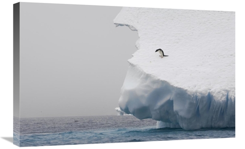 Global Gallery GCS-395825-2030-142 20 x 30 in. Adelie Penguin on Edge 