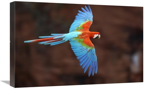 Global Gallery GCS-397933-1624-142 16 x 24 in. Red & Green Macaw Flyin