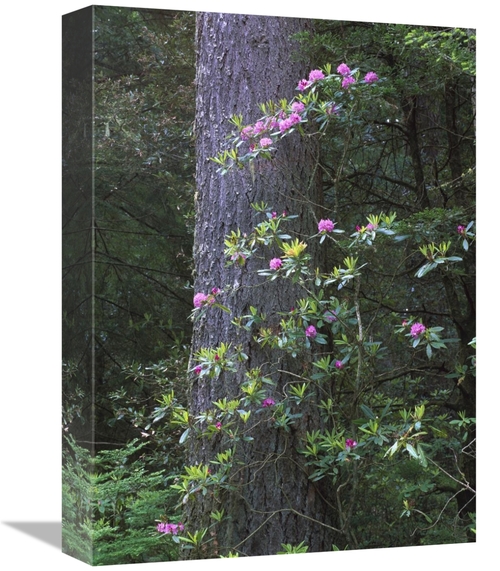 Global Gallery GCS-452035-1216-142 12 x 16 in. Coast Redwood Trunk & P