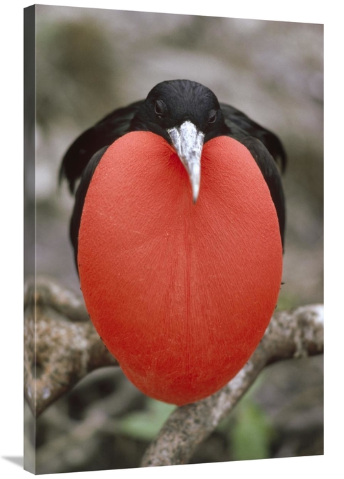 Global Gallery GCS-451152-2436-142 24 x 36 in. Great Frigatebird Male 