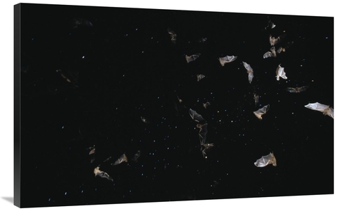 Global Gallery GCS-452520-44-142 44 in. Bats Flying Against Starry Nig