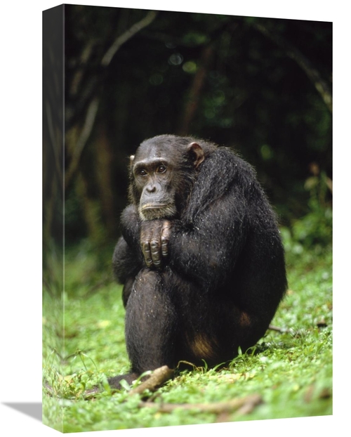 Global Gallery GCS-452772-1218-142 12 x 18 in. Chimpanzee Portrait&#44