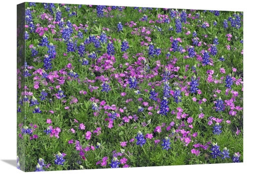 Global Gallery GCS-396022-1824-142 18 x 24 in. Sand Bluebonnet & Point