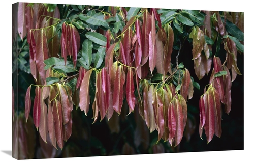 Global Gallery GCS-398551-2436-142 24 x 36 in. Young Red Leaves Lackin