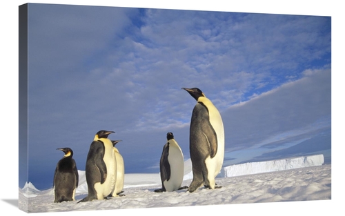 20 x 30 in. Emperor Penguin Group, Kloa Point, Edward VIii Gul