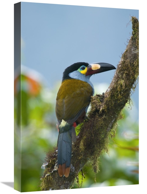 Global Gallery GCS-397293-1624-142 16 x 24 in. Plate-Billed Mountain-T