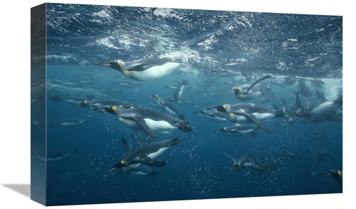 Global Gallery GCS-451115-1218-142 12 x 18 in. King Penguins Swimming 