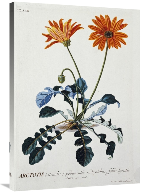 Global Gallery GCS-266267-36-142 36 in. African Daisy Art Print - Geor