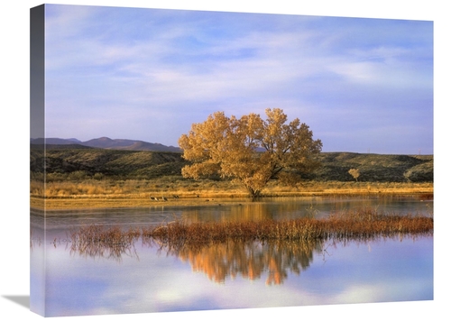 Global Gallery GCS-395955-1824-142 18 x 24 in. Sandhill Crane Flock in