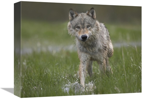 Global Gallery GCS-452265-1216-142 12 x 16 in. Gray Wolf Walking Throu