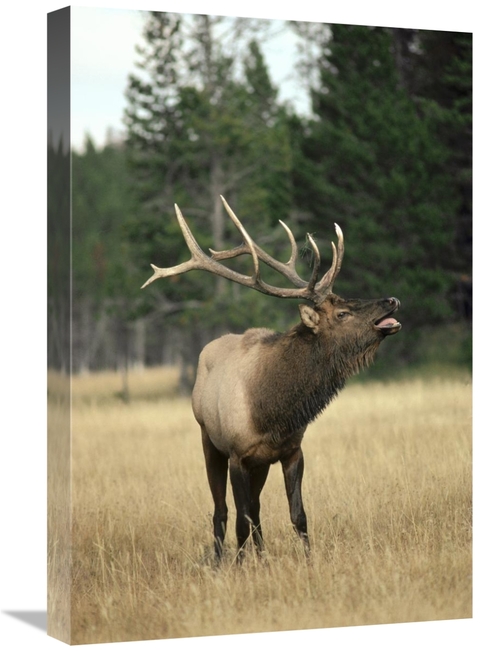 Global Gallery GCS-451864-1624-142 16 x 24 in. Elk Male Bugling During
