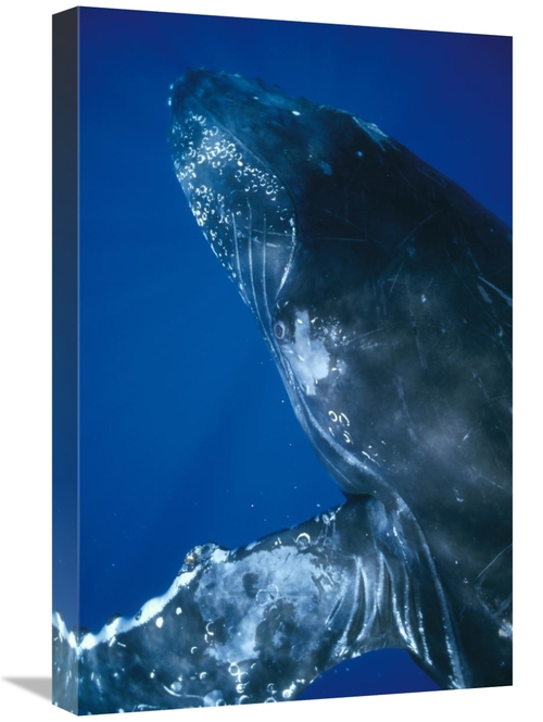 Global Gallery GCS-451038-1624-142 16 x 24 in. Humpback Whale Close Up