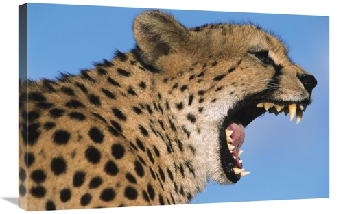 Global Gallery GCS-395290-2030-142 20 x 30 in. Cheetah Yawning, Na