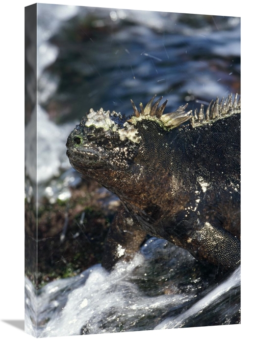 Global Gallery GCS-451390-1624-142 16 x 24 in. Marine Iguana At Low Ti