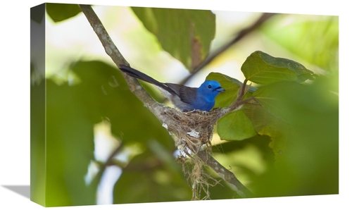 Global Gallery GCS-453640-1218-142 12 x 18 in. Black-Naped Monarch Fem