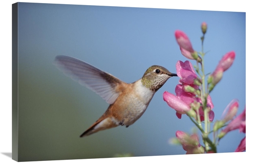 Global Gallery GCS-396502-2436-142 24 x 36 in. Rufous Hummingbird Juve