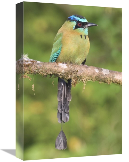 Global Gallery GCS-397278-1218-142 12 x 18 in. Blue-Crowned Motmot&#44