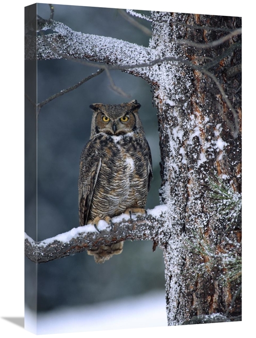 Global Gallery GCS-396906-1624-142 16 x 24 in. Great Horned Owl Perche