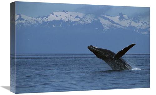 Global Gallery GCS-450807-1624-142 16 x 24 in. Humpback Whale Breachin