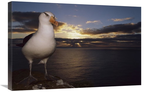 Global Gallery GCS-451822-2030-142 20 x 30 in. Campbell Albatross on C