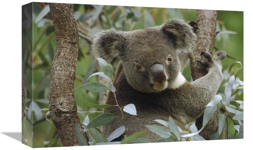 Global Gallery GCS-452880-1218-142 12 x 18 in. Koala Male in Eucalyptu