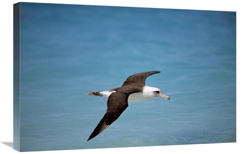 Global Gallery GCS-451433-2030-142 20 x 30 in. Laysan Albatross Flying
