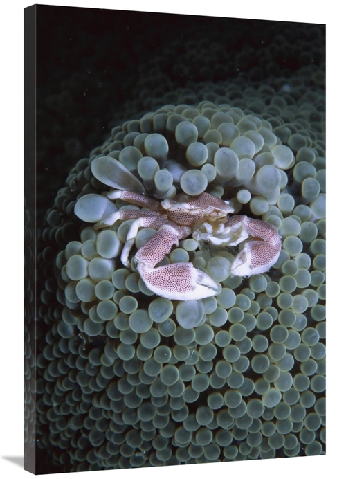 Global Gallery GCS-453544-2436-142 24 x 36 in. Spotted Anemone Crab Li