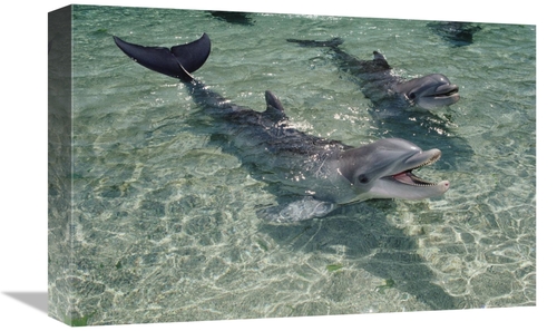 Global Gallery GCS-450670-1218-142 12 x 18 in. Bottlenose Dolphin Pair