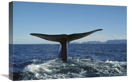 Global Gallery GCS-451684-1624-142 16 x 24 in. Blue Whale Raising Fluk