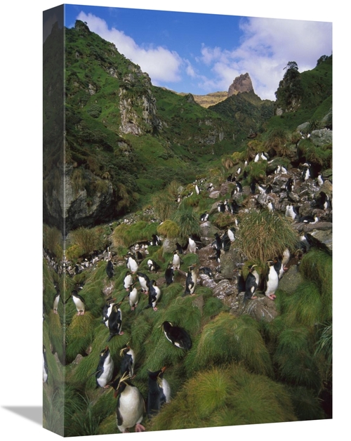 Global Gallery GCS-451812-1218-142 12 x 18 in. Rockhopper Penguin Nest
