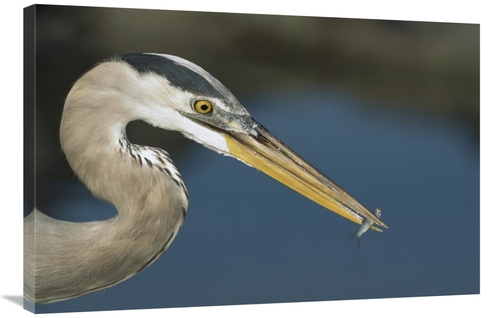 Global Gallery GCS-451767-2436-142 24 x 36 in. Great Blue Heron with J