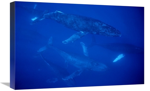 Global Gallery GCS-450932-1624-142 16 x 24 in. Humpback Whale Travelin