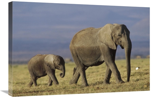 Global Gallery GCS-396185-2030-142 20 x 30 in. African Elephant Mother