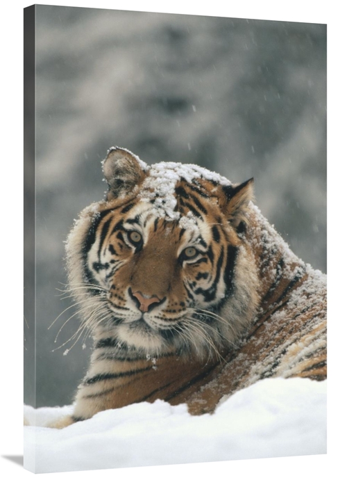 Global Gallery GCS-452332-2436-142 24 x 36 in. Siberian Tiger Portrait