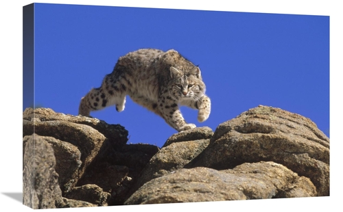 Global Gallery GCS-452470-1624-142 16 x 24 in. Bobcat Leaping From Roc