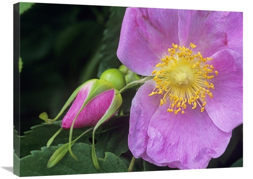 24 x 32 in. Rose Flower, British Columbia, Canada Art Print - 