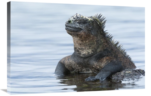 Global Gallery GCS-395628-2436-142 24 x 36 in. Marine Iguana on Rock i
