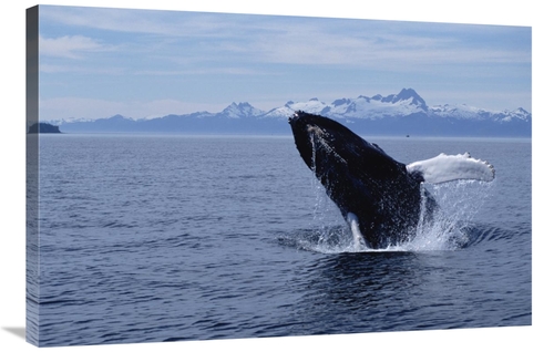 Global Gallery GCS-397841-2436-142 24 x 36 in. Humpback Whale Breachin