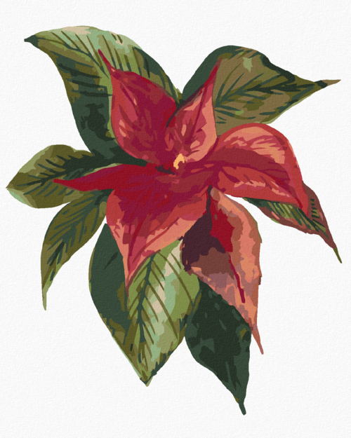 Paint by Numbers - POINSETTIA FLOWER (ALEXANDRIA GILBERT)