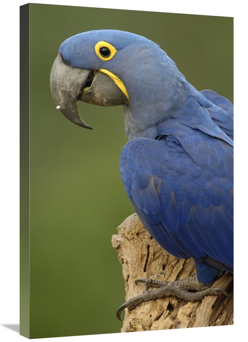 Global Gallery GCS-397922-2030-142 20 x 30 in. Hyacinth Macaw Portrait