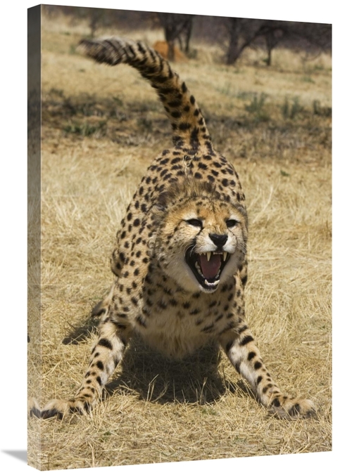 Global Gallery GCS-395815-2030-142 20 x 30 in. Cheetah Hissing, Ch